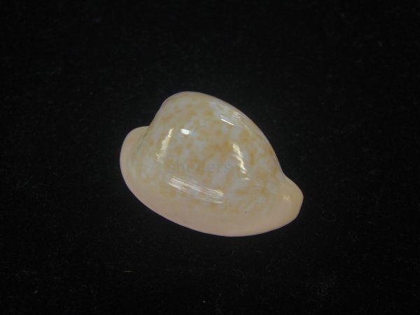 画像1: ゴンドワナアカチャダカラ(Cypraeovula fuscorubra elsorum) 美品 (1)