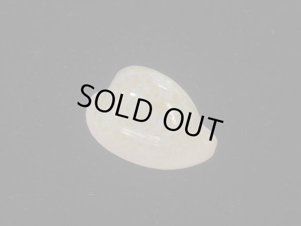 画像1: ゴンドワナアカチャダカラ(Cypraeovula fuscorubra elsorum) 美品 (1)