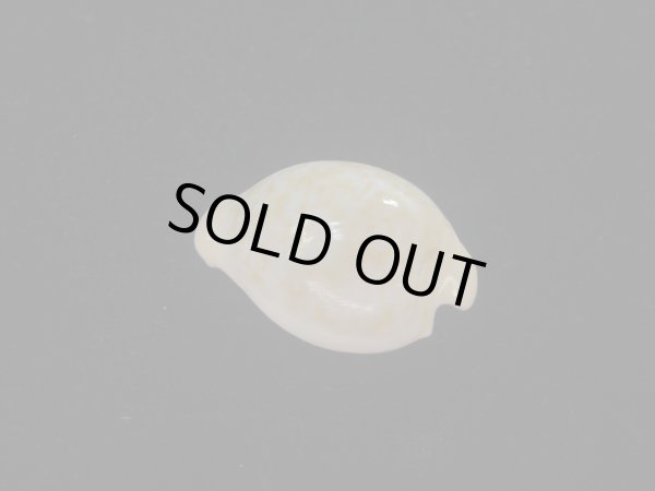 画像2: ゴンドワナアカチャダカラ(Cypraeovula fuscorubra elsorum) 美品 (2)