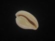 画像3: ゴンドワナアカチャダカラ(Cypraeovula fuscorubra elsorum) 美品 (3)