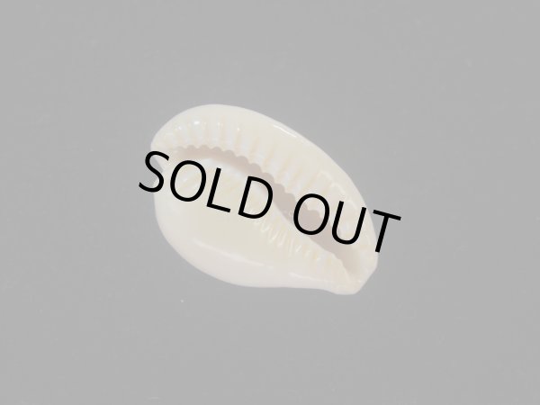 画像3: ゴンドワナアカチャダカラ(Cypraeovula fuscorubra elsorum) 美品 (3)