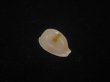 画像1: アルフレッドダカラ(Cypraeovula alfredensis alfredensis) 死殻だけど美品 (1)