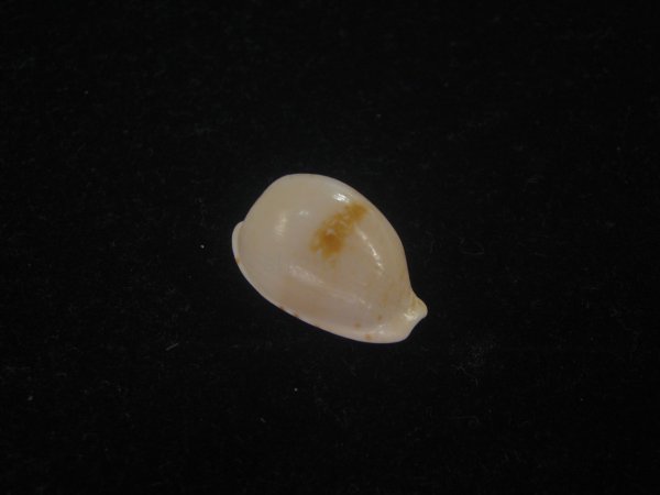 画像1: アルフレッドダカラ(Cypraeovula alfredensis alfredensis) 死殻だけど美品 (1)