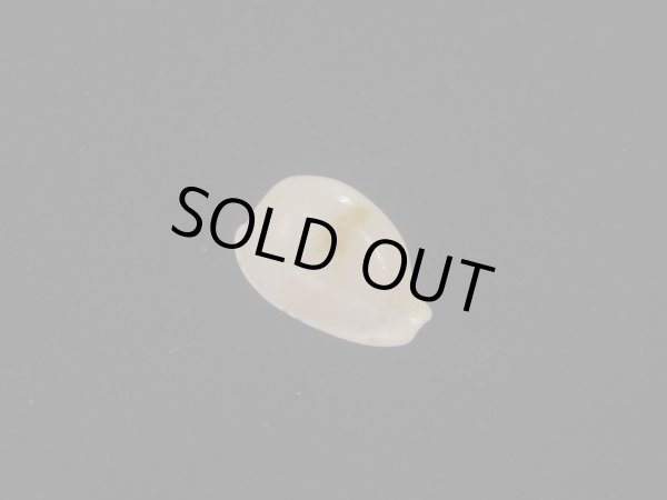 画像1: アルフレッドダカラ(Cypraeovula alfredensis alfredensis) 死殻だけど美品 (1)