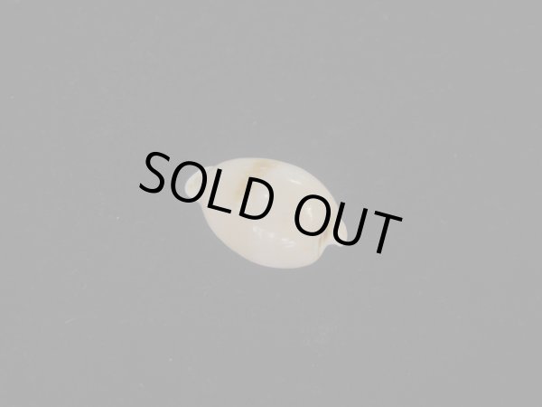 画像2: アルフレッドダカラ(Cypraeovula alfredensis alfredensis) 死殻だけど美品 (2)