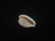 画像3: アルフレッドダカラ(Cypraeovula alfredensis alfredensis) 死殻だけど美品 (3)