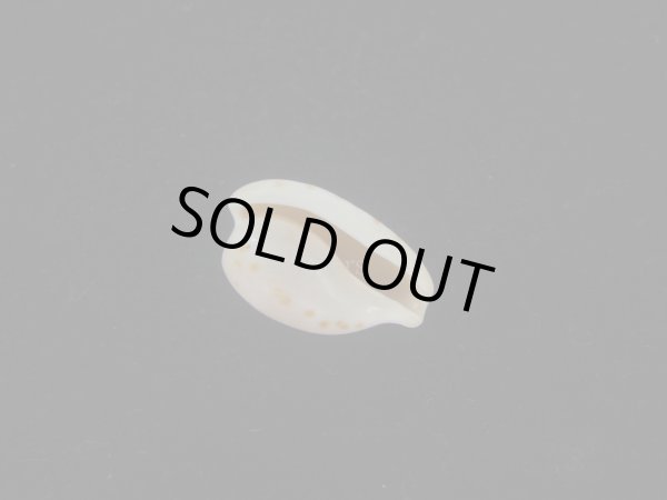 画像3: アルフレッドダカラ(Cypraeovula alfredensis alfredensis) 死殻だけど美品 (3)