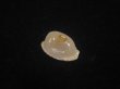 画像1: アルフレッドダカラ(Cypraeovula alfredensis alfredensis) 死殻だけど美品 (1)