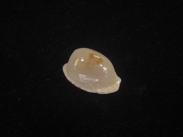 画像1: アルフレッドダカラ(Cypraeovula alfredensis alfredensis) 死殻だけど美品 (1)