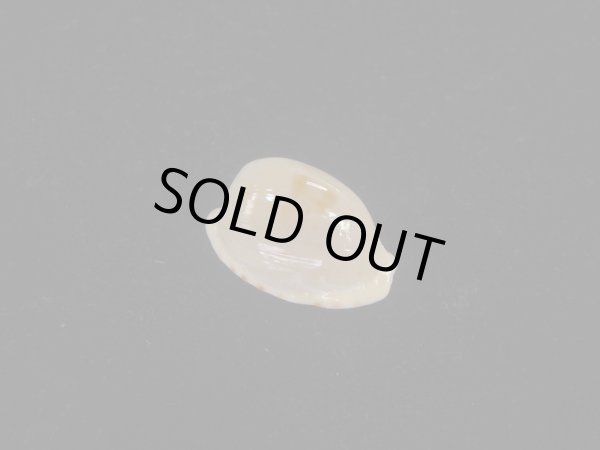 画像1: アルフレッドダカラ(Cypraeovula alfredensis alfredensis) 死殻だけど美品 (1)