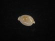 画像2: アルフレッドダカラ(Cypraeovula alfredensis alfredensis) 死殻だけど美品 (2)