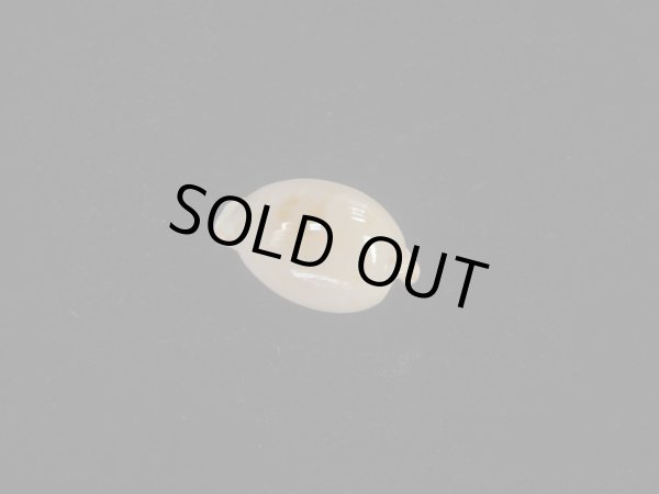 画像2: アルフレッドダカラ(Cypraeovula alfredensis alfredensis) 死殻だけど美品 (2)