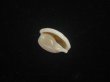 画像3: アルフレッドダカラ(Cypraeovula alfredensis alfredensis) 死殻だけど美品 (3)