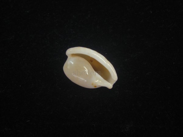 画像3: アルフレッドダカラ(Cypraeovula alfredensis alfredensis) 死殻だけど美品 (3)