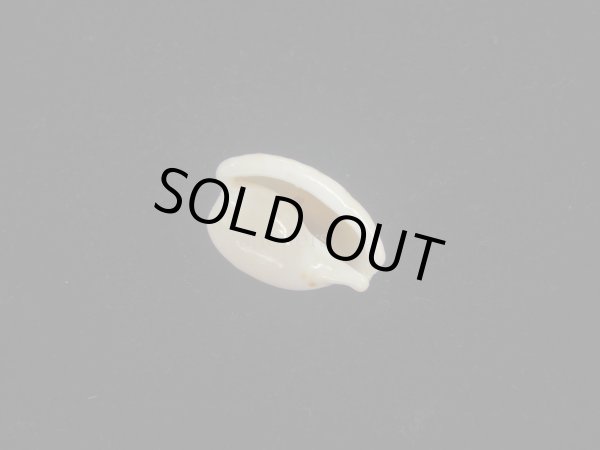 画像3: アルフレッドダカラ(Cypraeovula alfredensis alfredensis) 死殻だけど美品 (3)