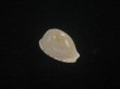 画像1: アルフレッドダカラ(Cypraeovula alfredensis alfredensis) 死殻だけど美品 (1)