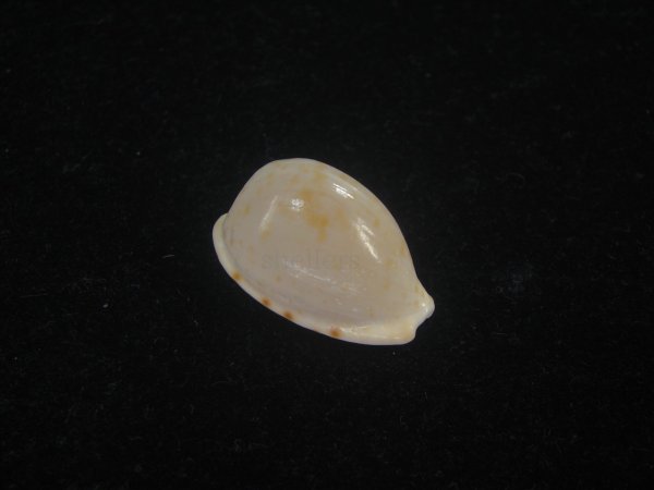 画像1: アルフレッドダカラ(Cypraeovula alfredensis alfredensis) 死殻だけど美品 (1)