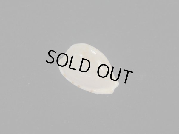 画像1: アルフレッドダカラ(Cypraeovula alfredensis alfredensis) 死殻だけど美品 (1)