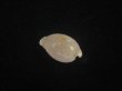 画像2: アルフレッドダカラ(Cypraeovula alfredensis alfredensis) 死殻だけど美品 (2)