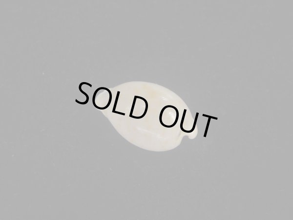 画像2: アルフレッドダカラ(Cypraeovula alfredensis alfredensis) 死殻だけど美品 (2)