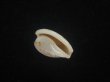 画像3: アルフレッドダカラ(Cypraeovula alfredensis alfredensis) 死殻だけど美品 (3)