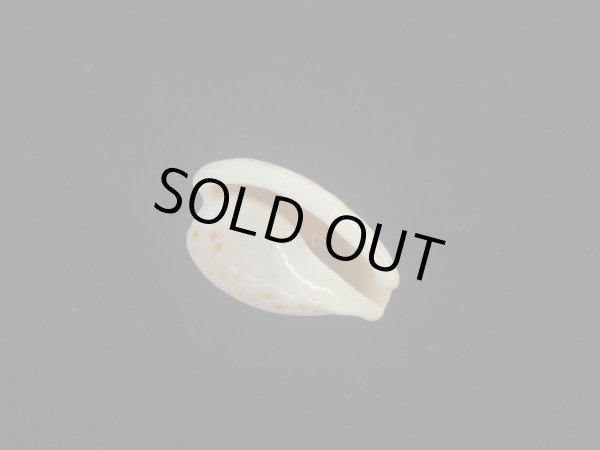 画像3: アルフレッドダカラ(Cypraeovula alfredensis alfredensis) 死殻だけど美品 (3)