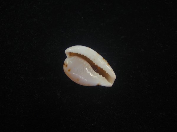 画像3: マイクハートダカラ(Cypraeovula mikeharti)  (3)