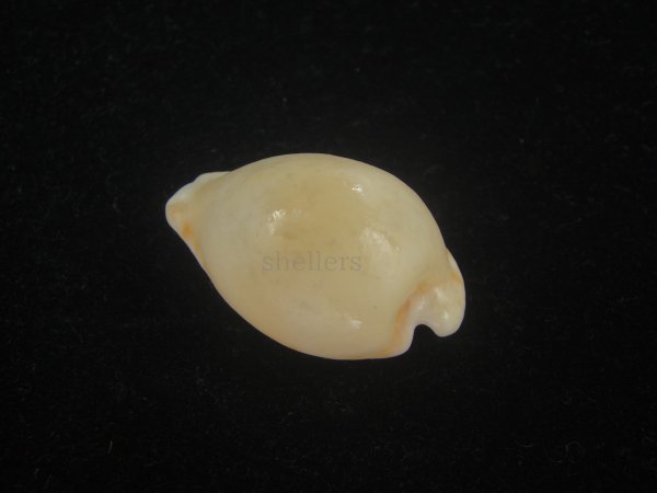 画像2: アストンオキナダカラ(Cypraeovula edentula sanfrancisca f. astonensis) 死殻だけど珍種　大 (2)