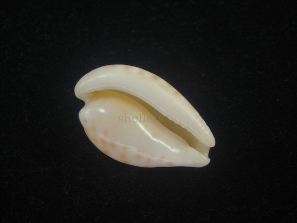 画像3: アストンオキナダカラ(Cypraeovula edentula sanfrancisca f. astonensis) 死殻だけど珍種　大 (3)