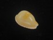 画像1: アストンオキナダカラ(Cypraeovula edentula sanfrancisca f. astonensis) 死殻だけど珍種 (1)