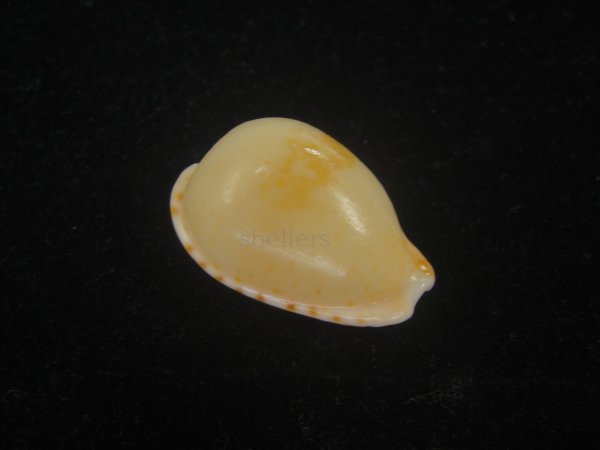 画像1: アストンオキナダカラ(Cypraeovula edentula sanfrancisca f. astonensis) 死殻だけど珍種 (1)
