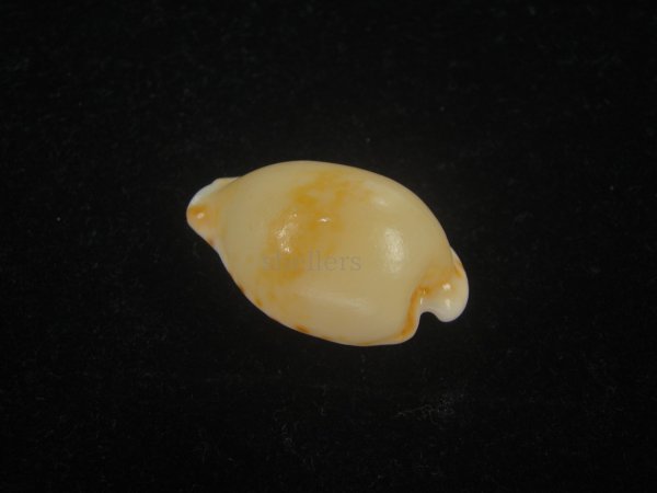 画像2: アストンオキナダカラ(Cypraeovula edentula sanfrancisca f. astonensis) 死殻だけど珍種 (2)