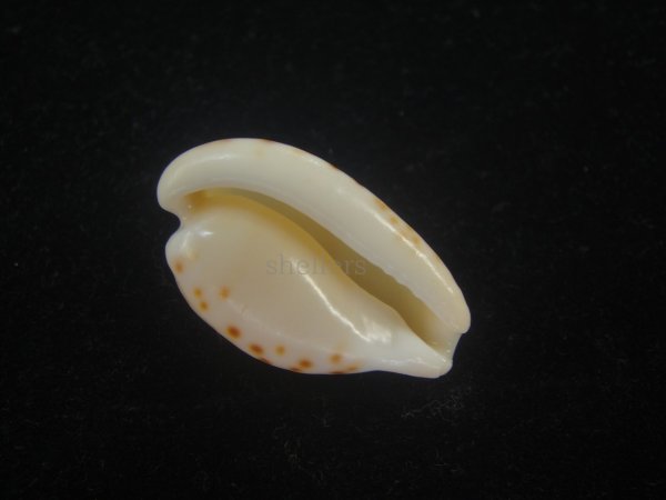 画像3: アストンオキナダカラ(Cypraeovula edentula sanfrancisca f. astonensis) 死殻だけど珍種 (3)