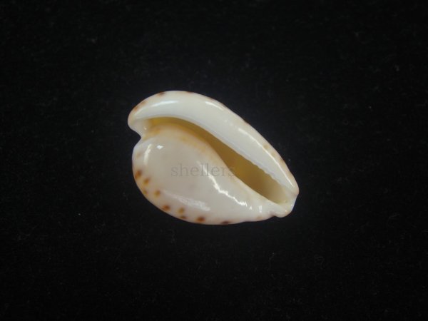 画像3: アストンオキナダカラ(Cypraeovula edentula sanfrancisca f. astonensis) 美品　珍種 (3)