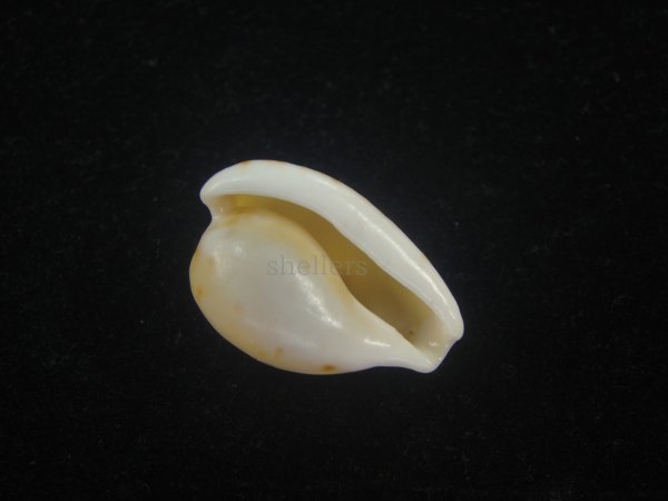 画像3: アストンオキナダカラ(Cypraeovula edentula sanfrancisca f. astonensis) 珍種 (3)