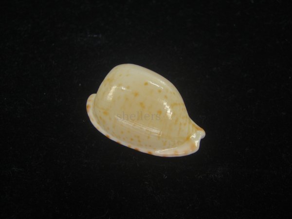 画像1: オキナダカラ(Cypraeovula edentula edentula) 大　美品 (1)
