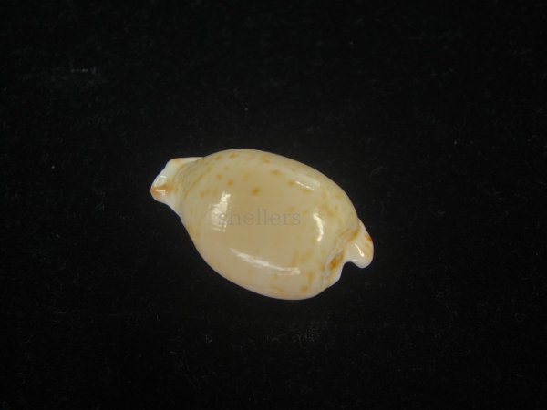 画像2: オキナダカラ(Cypraeovula edentula edentula) 大　美品 (2)