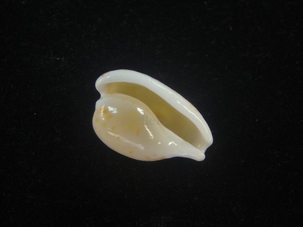 画像3: オキナダカラ(Cypraeovula edentula edentula) 大　美品 (3)