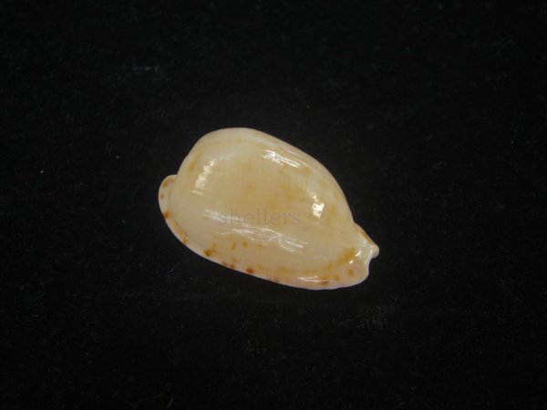 画像1: デバオキナダカラ(Cypraeovula edentula f. denticulata) 死殻だけど美品 (1)