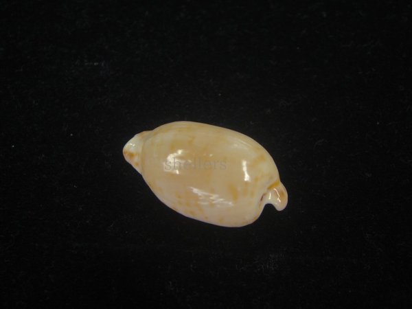 画像2: デバオキナダカラ(Cypraeovula edentula f. denticulata) 死殻だけど美品 (2)