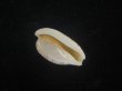 画像3: デバオキナダカラ(Cypraeovula edentula f. denticulata) 死殻だけど美品 (3)