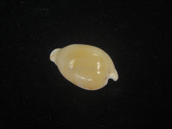 画像2: デバオキナダカラ(Cypraeovula edentula f. denticulata) 死殻だけど美品 (2)