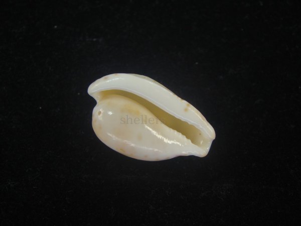 画像3: デバオキナダカラ(Cypraeovula edentula f. denticulata) 死殻だけど美品 (3)