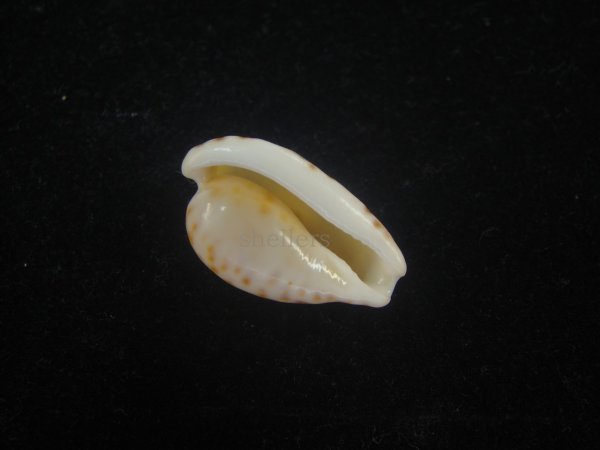 画像3: デバオキナダカラ(Cypraeovula edentula f. denticulata) 美品 (3)