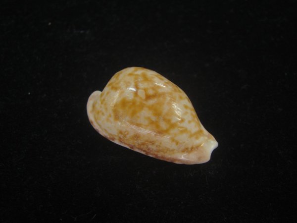 画像1: クロオキナダカラ(Cypraeovula edentula nahoonensis) 死殻だけど美品 (1)