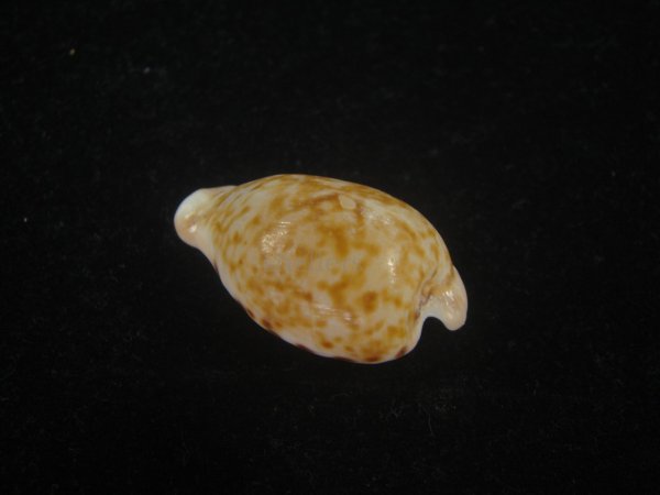 画像2: クロオキナダカラ(Cypraeovula edentula nahoonensis) 死殻だけど美品 (2)