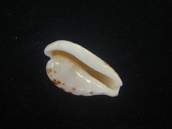 画像3: クロオキナダカラ(Cypraeovula edentula nahoonensis) 死殻だけど美品 (3)