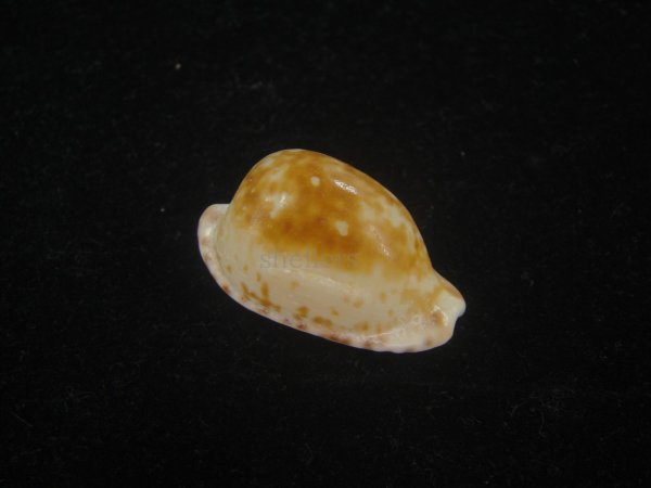 画像1: クロオキナダカラ(Cypraeovula edentula nahoonensis) 死殻だけど美品 (1)