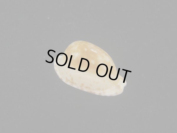 画像1: クロオキナダカラ(Cypraeovula edentula nahoonensis) 死殻だけど美品 (1)