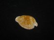 画像2: クロオキナダカラ(Cypraeovula edentula nahoonensis) 死殻だけど美品 (2)